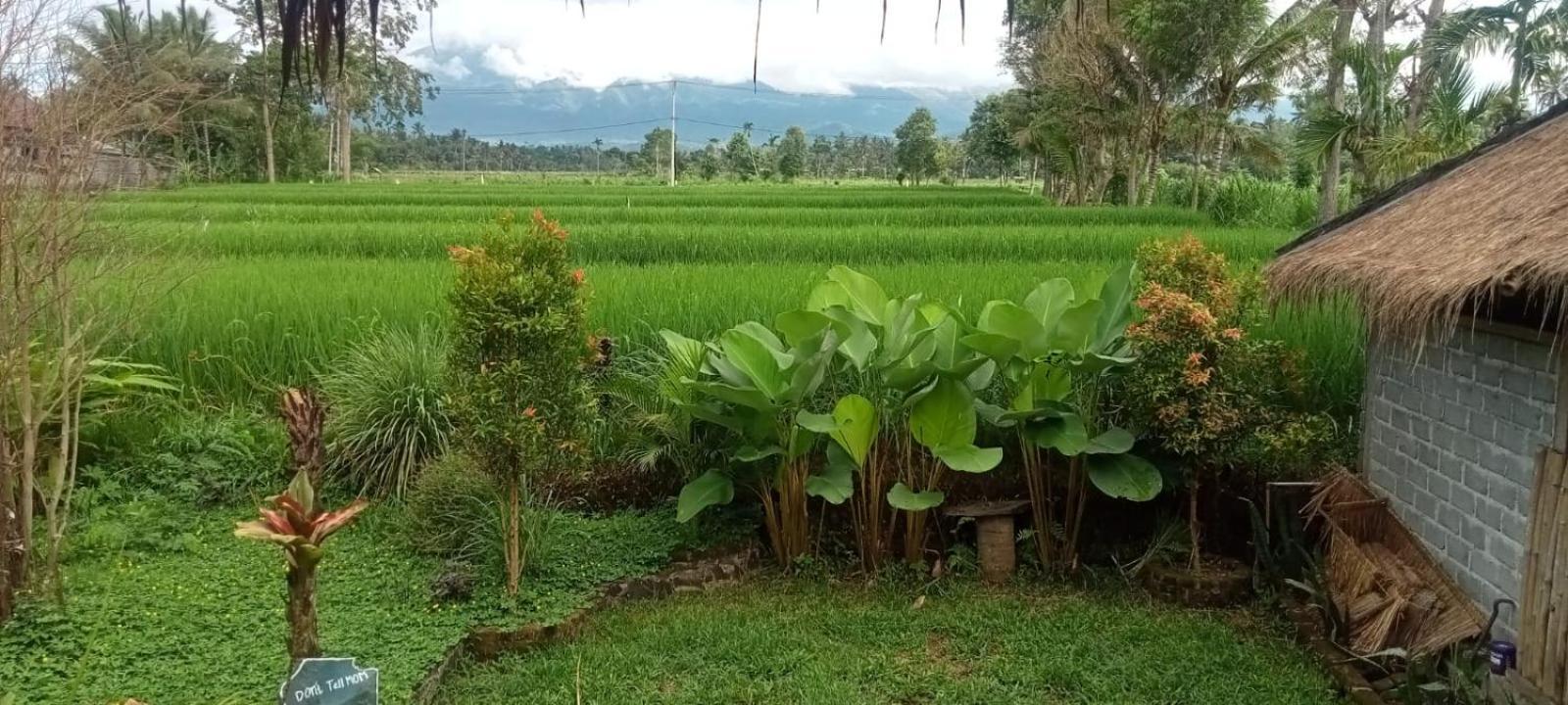 New Rinjani Homestay Tetebatu Ruang foto