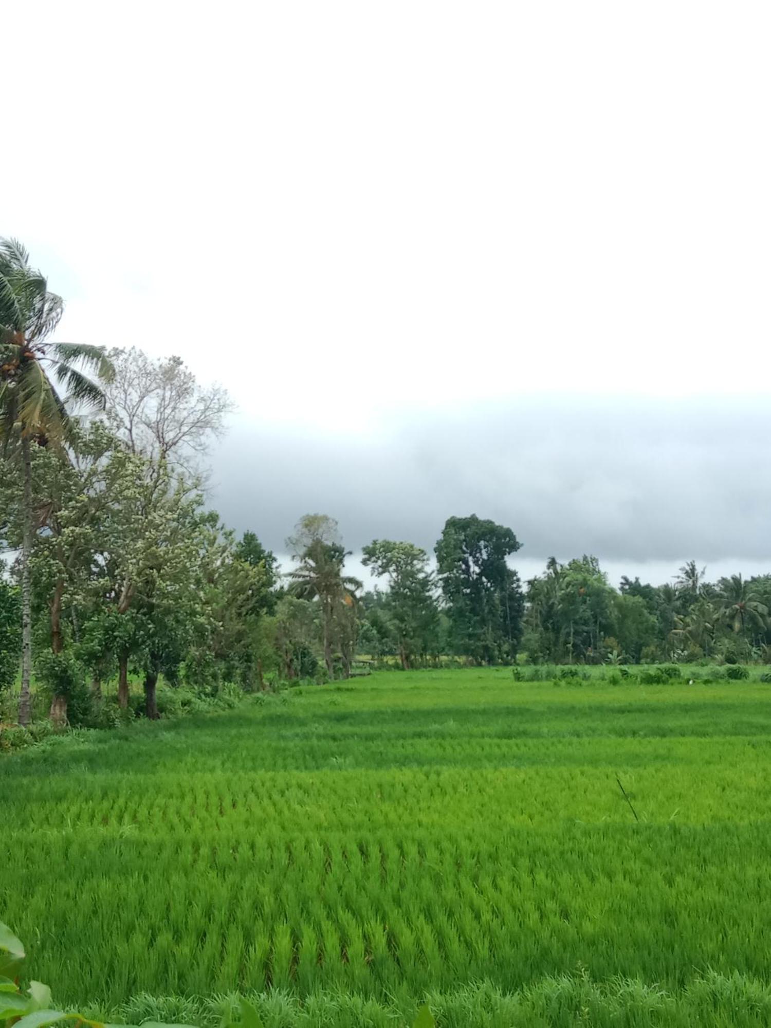 New Rinjani Homestay Tetebatu Bagian luar foto
